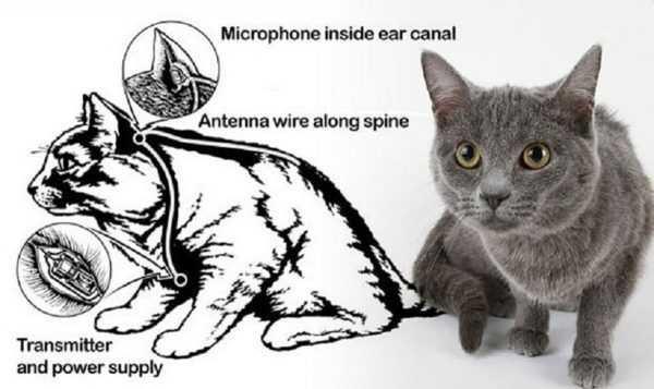 Kedilerin vcuduna dinleme cihaz ve pil, kuyruuna ise anten yerletirilmi