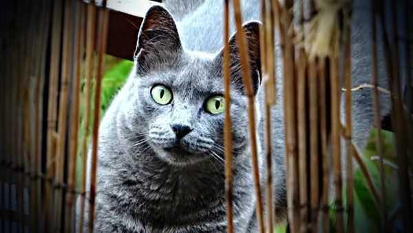 Parkta grevini yerine getirmek iin salnan kedinin taksi arpmas sonucu lmesiyle proje ilk baarszlna uram