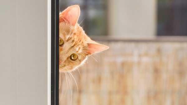 lk olarak 1960 ylnda Accoustic Kitty (Akustik Kedicik) adyla hayata geirilen projenin amac Souk Sava dneminde Sovyetler Birlii ve Kremlin eliliini dinlemekti