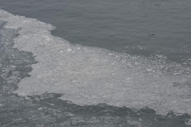 Oltasyla balk tutan bir vatanda ise "Bu grnt bir kirlilik ya da pislik deil. Eer yle olsayd daha baka olurdu. Deniz anasnn ldkten sonra lm hali deniyor. Yaklak 100 metre akta devaml ky kesimine doru dnyor, tekrar geliyor. Balk tutmamz engellemiyor. Zaten balk yok" eklinde konutu.