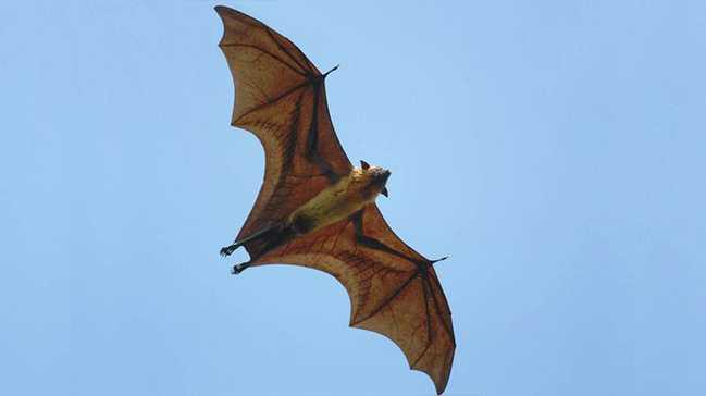 Aratrmaclar, yerel halkn ifadelerine gre blgede yarasa eti tketilmediine de dikkati ekti.