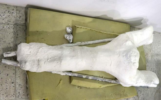 Fosili temizleme almalarnn devam ettiini belirten Uzman Antropolog mer Da, "Son bulunan fosiller bir vatandamzn ihbar zerine eski evril denilen mekanda gerekletirilen bir kazdr. Oradan kan fosilleri Bilim Merkezimizin laboratuvarmza getirdik. Bu fosili grdmzde ilk bata ufack ular gzkyordu. Bizi neyin beklediini gerekten bilmiyorduk.