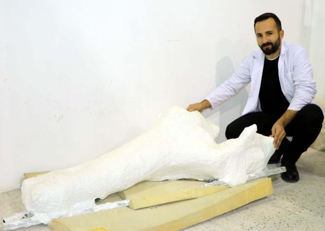 File ait olduu tespit edildi: Da'n blgede yapt ilk incelemede bu cisimlerin, 7,5 milyon yllk fosil olduu belirlendi. Ardnda fosiller zenle bulunduu yerden karlarak, Kayseri Bilim Merkezi'ne tand. Yaplan almalar neticesinde fosilin file ait olduu tespit edildi.