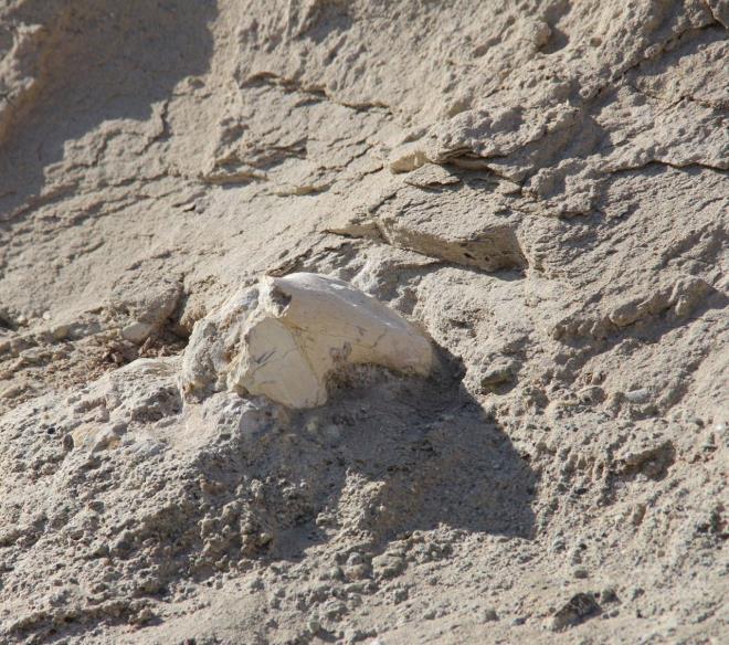 Daha fazla fosil bulmay mit ediyoruz  <br>  Bakan Bykkl, daha fazla fosil bulmay mit ettiklerini anlatarak "Bu blge tropikal iklimin gndemde olduu bir gemii artryor. Kayserimizin jeolojik yapsnn alt tarafnda denizlerin olduu gemiten beri bilinmektedir. Kayseri'de milyonlarca yl nce tropikal ormanlarn ve ok farkl altyapsnn olduu ynnde deerlendirilmeler yaplmaktadr. Btn bunlar gndemimize tayacak ve Kayserimizin bu manada konuulmasn salayacak almalarmz hzla srdryoruz" dedi.