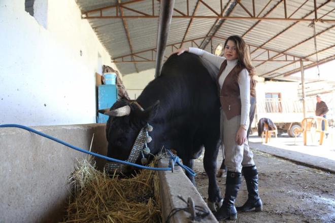 Genelde byk hayvanlar yetitirdiine iaret eden Ttnc, "Bu ie gnl verdim. 'Beyolu' isminde bir Trkiye ampiyonu boa yetitirdim. u ana kadar katldm grelerde herhangi bir yenilgim yok. Bu benim iin gurur verici bir duygu." ifadelerini kulland.
