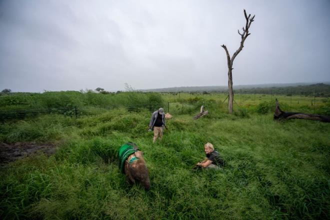 Afrika'nn ovalar, Avustralya'nn ve Gney Amerika'nn d kesimindekiler ve bu blgelerdeki plak  topraklar da dahil olmak zere savanlardaki al ve aa rts; artan ya miktaryla birlikte, ayn dnemde yzde 30 artt.