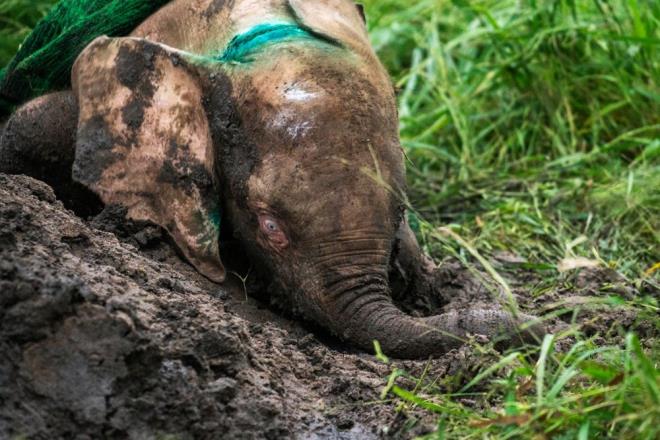 Uzmanlar aratrmann sonucunda odunsu bitkilerinin ani yaylmnn iklim deiimleri arasnda yaygn olduu sonucuna vard.