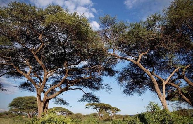 Alt ktada 900 blgedeki binden fazla bitki rtsn 50 yl boyunca gzlemleyen bilim insanlar, daha scak ve daha souk havann dnya toprann yzde 40'n oluturan savanlar ve tundralarda daha fazla bitki yetimesine olanak tandn kefettiler.