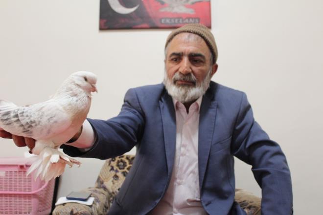 55 bin dolar teklif gelen 'Tek telli'ye 100 bin dolar deer biiliyor.  Elaz'da yaayan Mustafa Turgut (70), komusunun verdii gvercinle balayarak, 62 yldr ku besliyor.