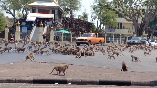 A kalan maymunlar ehirleri bast  <br>Tayland'da koronavirs (Covid-19) sebebiyle boalan sokaklar maymunlar istila etti. Doal yaam ortamlarnda yiyecek bulamayan yzlerce maymun, alktan Tayland'n sokaklarnda yiyecek arad, birbirine saldrd.  Grg tanklar, maymunlar bu kadar saldrgan grmediklerini, kk muz iin onlarcasnn saldrya getiini syledi.