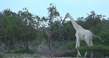 Beyaz Zrafa'nn neslini katil avclar tketti<br>  Kenya&#8217;da bir koruma blgesinde, dnyada yaad bilinen son beyaz zrafa ve yavrusu avclar tarafndan ldrld. Bu haber 2020 yl alternatif &#8220;kyamet&#8221; olma yolunda emin admlarla ilerliyor eklinde de