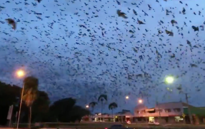 Avustralya'y yarasalar igal etti<br>  Avustralya'da Ingham kasabasn mesken tutan yarasalarn says kasaba nfusunu geti. Yzbinlerce yarasayla yaamak zorunda kalan, koku, kirlilik ve sesten rahatsz olan kasaba halk, belediye meclisinden konuya zm bulmasn talep etti. Avustralya'da yarasalarn ldrlmesi yasak. Bu nedenle yerel yetkililerin, yarasalar doal ortamlarna geri dndrmek iin gayret sarf ettii belirtildi.