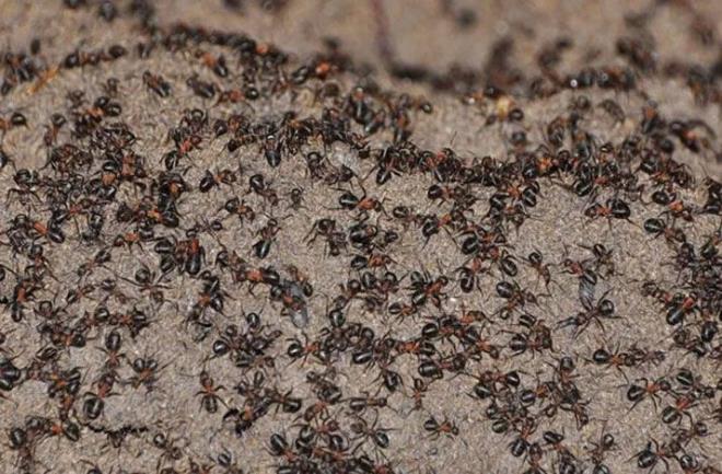 Karnca istilas balad Trkiye'de var m?<br>  ekirge istilasnn ardndan karnca istilas balad. Hindistan, Pakistan gibi lkelerde grlen karnca istilas snrmza kadar geldi. Irak'ta da grnen karnca istilas Trkiye'ye gelir mi aratrmas ise balad. karnca ve ekirge istilas baz kesimlerce kyamet alameti olarak gsteriliyor.