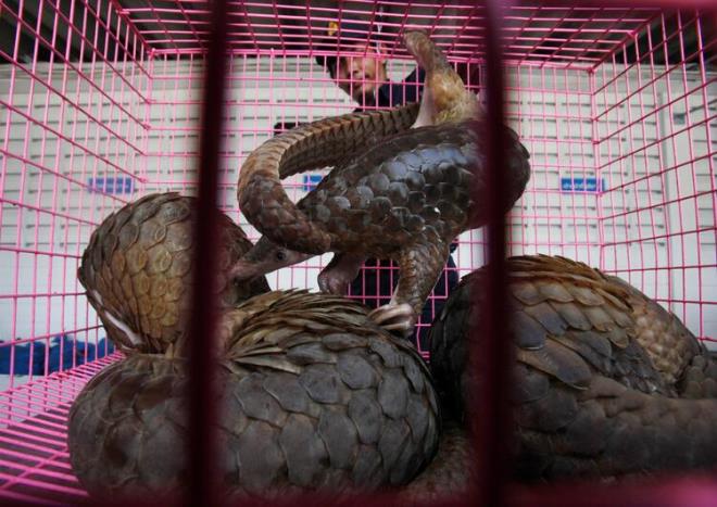 Dikenli vatoz, oklu kirpi, yumuak kabuklu kaplumbaa, vahi domuz ve kei de sunulan yemekler arasndayd. Peyman ''Bu yiyecekleri grmek bir srprizdi. Ancak bu tr vahi yiyecekler lks saylyor.'' diyor.