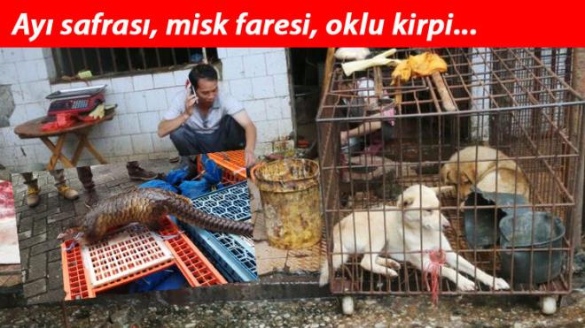 Dnya apnda insanlarn dier hayvanlarla ban artrmak iin alan Humane Society International'n Vahi Yaam Mdr Adam Peyman, Vietnam'da yemek sylemek iin bir restorana girdiinde ok olmutu.