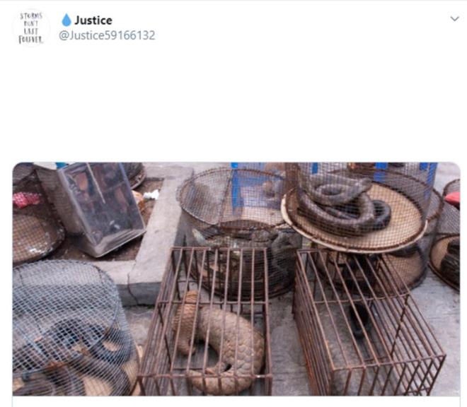 Egzotik yemekler baz Asya lkelerinde stat ve zenginlik belirtisidir. Vahi hayvanlar yemek veya ila sektrnde kullanma arzusu, yasad yollarla tedarik edilen, hastalklar iin reme alan oluturan ve virslerin insanlara srama ansn artran vahi hayvan ticaretini ekillendiriyor.