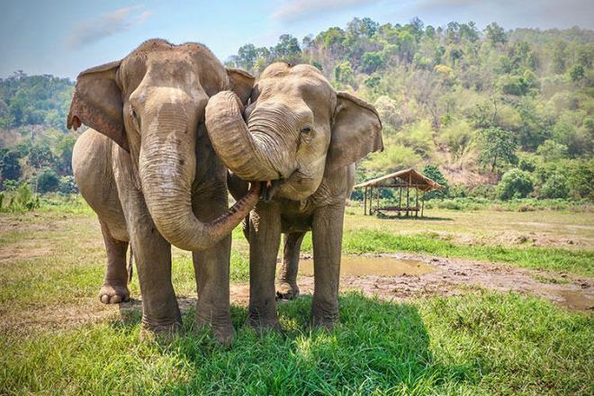 Dnyann en pahal kahvelerinden biri Tayland&#8217;da yaayan fillerin dksndaki sindirilmemi kahve ekirdeklerinden elde edilen siyah fildii kahvesidir. Bu kahvenin kilogram 1100 dolar civarndadr.