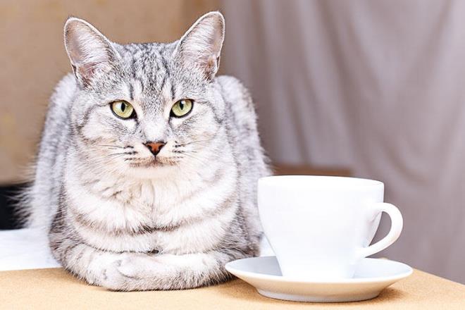 Guinness Rekorlar Kitab&#8217;na &#8220;Dnyann en yal kedisi&#8221; olarak giren 38 yandaki Creme Puff, hayat boyunca her sabah gne kahveyle balyordu.