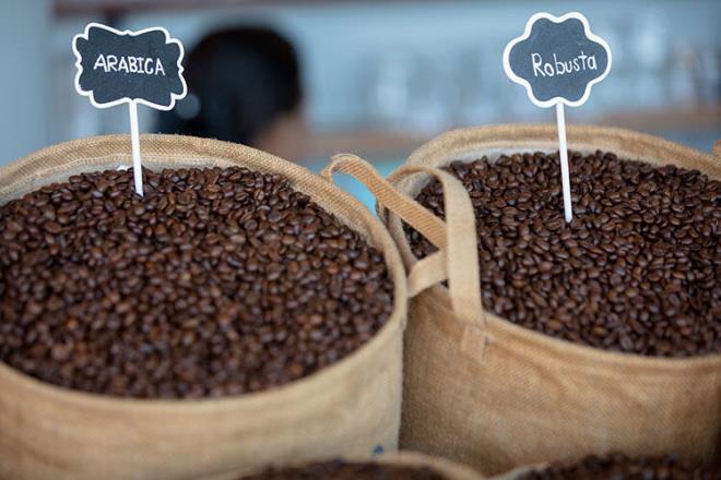 ki eit kahve bulunur: Robusta ve Arabica. Robusta kafein seviyesi daha yksek, asitli, sert bir kahvedir. Arabica&#8217;nn ise asit seviyesi dk iimi yumuaktr.