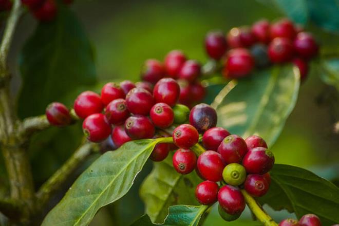 nsanlarn kahveyi tp suyla piirmeyi kefetmeden nce, Dou Afrikal kabilelerde yaayan insanlar kahve ekirdeklerini i yayla kartrp yemek olarak tkettii bilinir. O dnemde kahvenin posalarndan da fermente bir iecek yaplyordu.