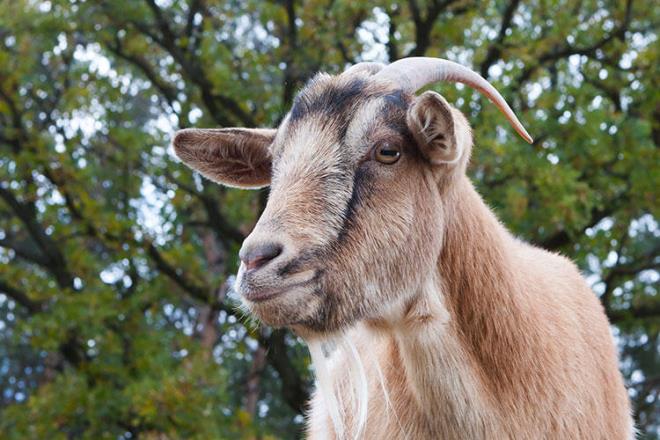 Kahveyi ilk kez MS 9&#8217;uncu yzylda Etiyopyal bir kei oban bulmutur. Rivayete gre oban srsndeki keilerin bir tr bitkinin (Coffea) meyvelerini yediinde ok hareketlendiini adeta dans etmeye baladn gzlemlemitir.