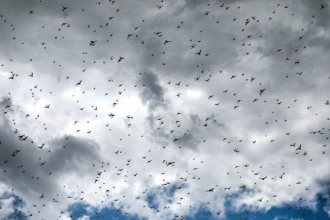 imdiye kadar 10 lkede 240 bin hektarlk alann ilaland ve 750 kiiye kontrol operasyonlarna ilikin eitim verildii belirtildi.