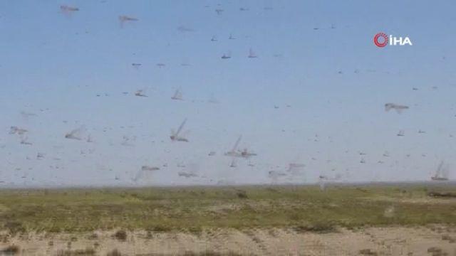 l ekirgeleri, Etiyopya dnda Somali, Kenya, Cibuti, Eritre, Tanzanya, Sudan, Gney Sudan ve Uganda gibi Afrika'da lkelerini zor durumda brakt.