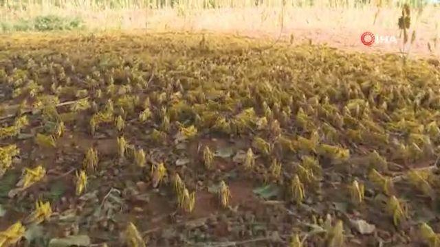 lk istila yetkililer tarafndan 70 yln en kts olarak tanmlanrken Birlemi Milletler uzmanlar, ikinci dalgann birincisinden 20 kat daha byk olabilecei konusunda uyarlarn srdryor.