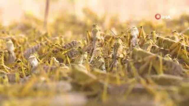 "iftiler ve obanlar acil durumun stesinden gelmek iin ciddi yardma ihtiya duyuyorlar. Etkilenen nfusun ve geim kaynaklarnn korunmas, zellikle de durumun Covid-19 krizi tarafndan daha da ktlemesi skntnn daha da artmasna neden olacak" ifadelerini kulland. Yetkili, ekirge istilasnn blgedeki gda gvenlii ve geim kaynaklar iin ei grlmemi bir tehdit oluturduunu da szlerine ekledi.