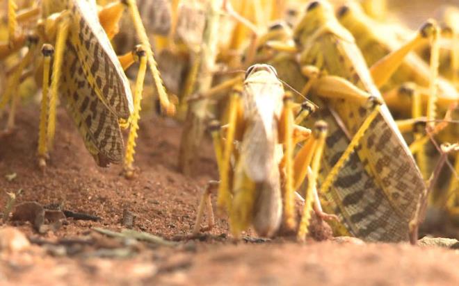 Tm dnya koronavirs salgn ile mcadele ederken Afrika lkeleri, ikinci bir ekirge istilasna hazrlanyor. Uzmanlar, ikinci dalgann birincisinden 20 kat daha byk olabilecei konusunda uyarlarda bulunuyor. Tm dnya koronavirs ile ba etmeye alrken ekirge srleri bakn hangi lkeleri tehdit edecek.