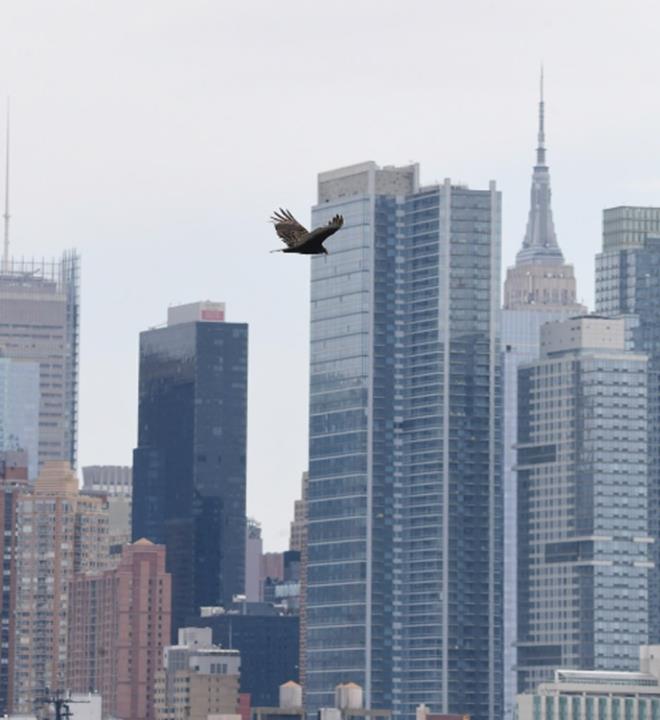 New Yorklular akbabalar zgrlk Heykeli, Empire State ve Times meydan gibi ehrin simge yaplarnda da grdn aktard.