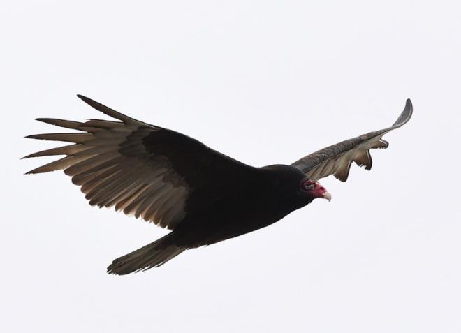 Akbabalarn ceset kokusunu 1,5 kilometre teden alabildii biliniyor.