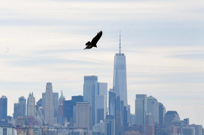 EHRN SEMBOL YAPILARININ EVRESNDE UUYORLAR  <br>  Birka akbaba ise 11 Eyll saldrlarnnn kurban olan Dnya Ticaret Merkezi'nin yerine yaplan zgrlk Kulesi&#8217;nin yaknnda utu.
