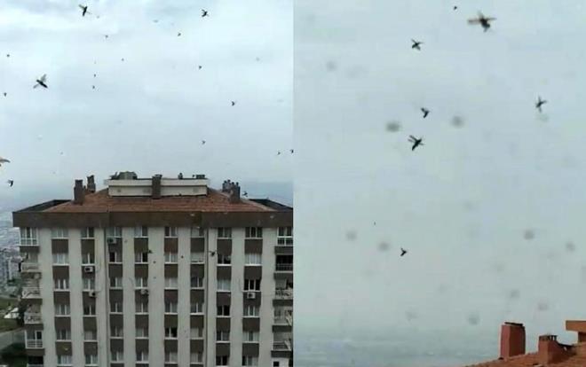 zmir'in ili lesi Atatrk Mahallesi rnek Apartman'nda yaayan Erkut Atalar, bugn len saatlerinde evinin balkonuna ktnda ayn anda binlerce iri bcein evinin nnde uutuunu grd.