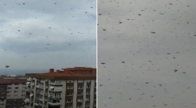 Eiyle birlikte tedirgin olan ve o anlar kayda alan Atalar, tm apartman sakinlerini korkutan grntleri sosyal medyada paylanca izleyenler akna dnd.