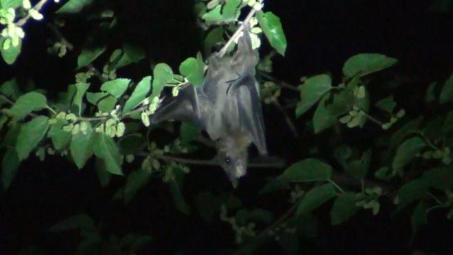 Dut aalarndaki yarasalar grenler korku yaad.