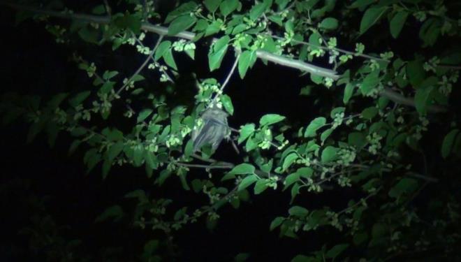 Adana'nn Kozan ilesinde 2 aata grlen yaklak 50 yarasa, vatandalar korkuttu.