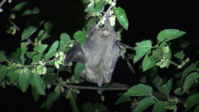 Cumhuriyet Mahallesi Anl Caddesi zerindeki bir bahede bulunan 2 aaca dn gece yaklak 50 yarasa kondu.