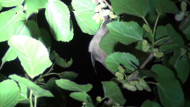 Vatandalar tarafndan grntlenen yarasalarn sabah aalarda olmadklar grld.