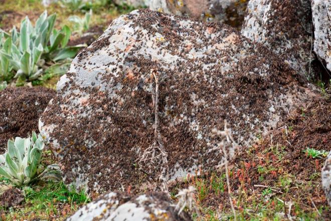 anlurfa'nn Siverek ilesinin krsal blgeleri ekirge istilasna urad.    le krsalndaki Ortaky, Gldoruu ve Bemayac mahallelerinde, gemi yllarda grlen ekirgeler yeniden ortaya kt. Binlerce dnm araziye yaylan ekirge srsnn ekili alanlara zarar vermesinden endie eden mahalle halk ilalama yaparak nlem almaya alyor.