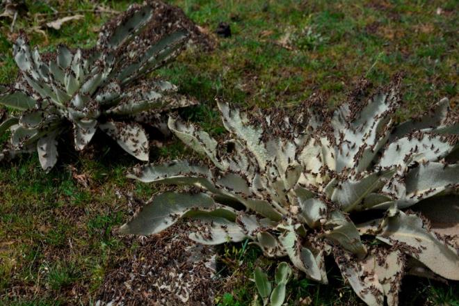 lalama yapan iftilerden Mehmet Aycan, ekirgelerin geen yl da blgede grldn belirtti.   <br>  Ekili alanlarn korumak istediklerini dile getiren Aycan, u ifadelere yer verdi:  <br>   "le Tarm Mdrlnden aldm srt pompasyla 30 ila 40 kii ilalama yapyoruz. Bazen belediye personelleri gelip yardmc oluyor, bazen de kyller olarak kendi imkanlarmzla alyoruz. Kyllerle hallolabilecek bir i deil bu. ekirgeler nisan aynda ortaya kyor ve eyll ayna kadar ekili alanlarn ve hayvanlarn otlayabilecei btn alanlara zarar veriyorlar. Biz uakla burann ilalanmasn istiyoruz, kylnn yapabilecei bir ey deil bu."