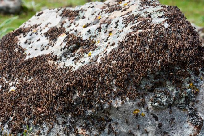 Hayri Aycan ise ekirgeler ile 5 yldr mcadele ettiklerini, sorunlarnn her yl bu dnemde yeniden baladn belirtti.   <br>  ekirgelerin ekonomik olarak kendilerine byk zarar verdiini vurgulayan Aycan, "Ky halk hayvanclkla urayor ancak ekirge istilas yznden geim sknts yaamaya baladk. ekirge srs btn ekinlere zarar verdi. Srt pompasyla olacak bir ey deil. u anda ekirgeler yavru eklinde yaklak 20 gn sonra byyp daha ok alana zarar verebilirler." dedi.