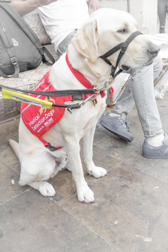 SEMPTOMLARI OLMAYAN NSANLARI KOKULARINDAN TESPT EDECEKLER  <br>  Guest,  havaalanlarnda kpeklerinin nasl Covid-19 testi yapacan ise u ekilde aklad: &#8220;Corona virse birka nce yakalan ya ate ve ksrk gibi belirtileri olmayan insanlar havalimanlarna gir yaptnda belirlenmesi kolay olmuyor. Ancak, bir kpek yarm saniyede kimin hasta olduunu zebilir. Havalimanndaki kpekler srasyla herkesi koklayacak ve hangisinin teste ihtiyac olduunu belirleyecek. Bylece, ngiltere'de virsn daha fazla  yaylmas nlenerek pheli kiiler dorudan izolasyon blgelerine gnderilecek.&#8221;