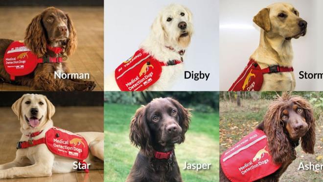 Medical Detection Dogs&#8217;un interner sitesinde, Londra Hijyen ve Tropikal Tp Okulu (LSHTM) ve Durham niversitesi'nin ibirlii ile Covid-19'u tespit etmek iin eitilen Norman, Digby, Storm, Star, Jsper ve Asher isimli 6 kpein olduu belirtiildi.
