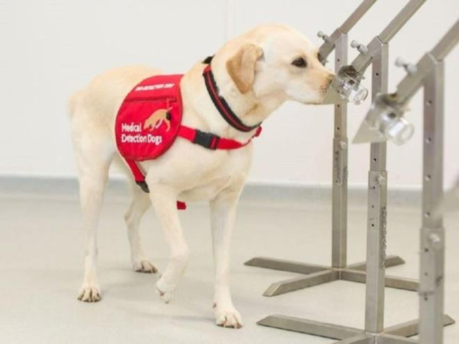 ngiltere havaalanlarnda konulandrlabilecekleri umuduyla yeni corona virs (Covid-19) hastalarn  tespit etmek iin kpekleri eiten bir yardm kuruluu, hkmetle grmelerde bulunduunu ve projenin onay alacandan umutlu olduunu aklad.