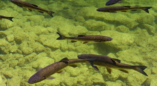 Salzburg&#8217;a 98 km mesafedeki gln ziyaretileri tabii ki sadece hazine avclar deil. Doaseverler, zellikle bahar aylaryla birlikte yeilin her tonunu barndran Toplitz Gl&#8217;nn evresinde yry yapmak, bisiklete binmek, suyunun scaklnn yaz aylarnda ykseldii gle girmek iin buraya akn ediyor.