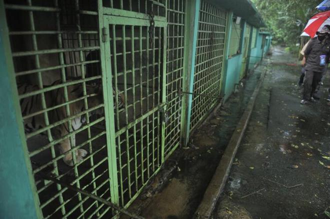 Bilim insanlar ayrca trilyonlarca dolarlk ekonomik canlanma paketlerinin, evre korumann glendirilmesi iin kullanlmas gerektiini syledi.