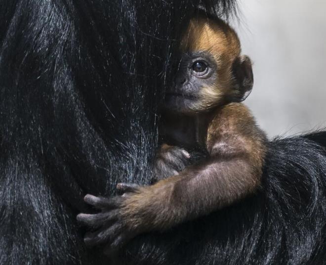 Uzmanlar, bu faaliyetlerin daha ok sayda insan, insanlarda grlen hastalklarn yzde 70&#8217;inin kayna olan hayvanlarla kar karya getirerek pandemilere yol atn vurgulad.