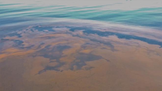 &#8220;KORKUYA VE TELAA MAHAL VERECEK BR DURUM SZ KONUSU DELDR&#8221;  Denizde yaanan renk deiiminde korkuya ve telaa mahal verecek bir durumun sz konusu olmad da ifade edilerek, &#8220;Bu canl iki tane kams olan tek hcreli bir biyolojik canldr. D grn olarak deniz anasna benzetilir ama deniz anasndan farkldr. Trkiye'nin tm kylarnda bulunur. Buna doal bir ekolojik olay diyebiliriz. Bu geici bir olaydr. Telaa mahal verecek bir evsel, kentsel veya endstriyel atklarn oluturduu kirlilik deildir&#8221; eklinde aklamalarda bulunuldu.