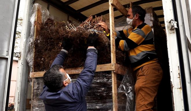 Yl sonuna kadar 275 bine yakn ahududu fidannn toprakla bulumas hedeflenirken, bylelikle yaklak 200 dekar yeni ahududu bahesi tesis edilmi olacak.  <br>  Trkiye&#8217;deki ahududu retiminin yzde 96&#8217;sn gerekletiren Bursa&#8217;nn bu alanda ihracata ynelmesini amalayan Bykehir Belediyesi, Tarm A.. araclyla &#8216;Kaliteli Ahududu Yetitiricilii Projesi&#8217;ni uygulamaya almt. Proje kapsamnda ahududu yetitiricilerini eitim iin Bosna Hersek&#8217;e gtren Bykehir Belediyesi, aromas, dayankll ve lezzeti ile ihracata en uygun cins olan &#8216;polka&#8217; cinci ahududunu Bosna Hersek&#8217;ten ithal ederek, doku kltr laboratuvarlarnda oaltarak getiimiz reticilere yksek verimli 31 bin adet ahududu fidan datmt. Tarm A.. projesi kapsamnda, ahududu yetitiricilii konusunda eitim alan, ardndan Bosna Hersek&#8217;e gidip verimli retim tekniklerini yerinde gren Bursal iftiler, veriminden memnun kaldklar ahududu fidanlarna youn talep gsterirken, bu yl ise 125 bin adet polka cinsi ahududu fidan Bursal reticilerle buluturdu. Korona virs salgn nedeniyle iftilerin toplu katlmyla bir etkinlik dzenlenmezken, fidanlar bizzat TARIM A.. tarafndan iftilerin evlerine gtrlerek teslim edildi.